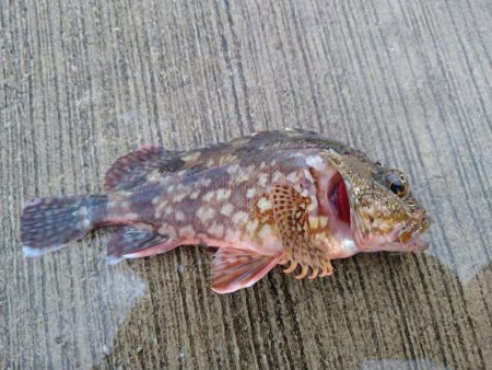 渋いキスの反応